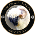 Valais Blacknose Sheep